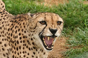 HOLIDAY INN EXPRESS & SUITES ZANESVILLE NORTH by IHG