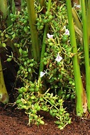 Elysium Gardens Hill Resorts