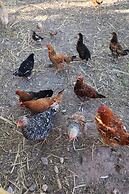 Villa Al Assala Palmeraie