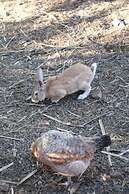 Villa Al Assala Palmeraie