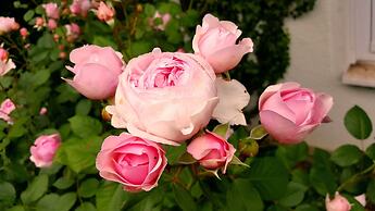 Boutiquehotel Goldene Rose