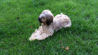 Boutiquehotel Goldene Rose