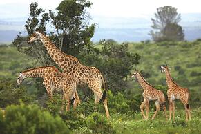 Kariega Game Reserve - River Lodge