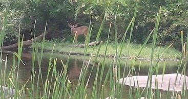 Sequoia Riverfront Cabins