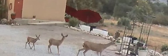 Sequoia Riverfront Cabins