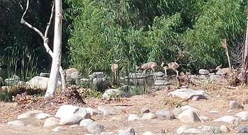 Sequoia Riverfront Cabins