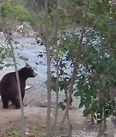 Sequoia Riverfront Cabins