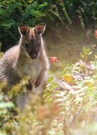 Peppers Cradle Mountain Lodge