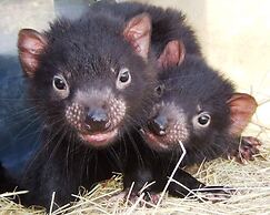 Peppers Cradle Mountain Lodge