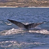 Crayfish Lodge Sea & Country Guest House