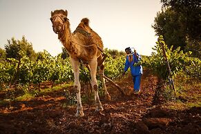 Ryad des Vignes