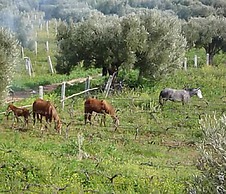 Ryad des Vignes
