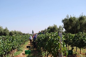 Ryad des Vignes