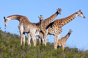 Botlierskop Private Game Reserve