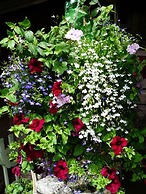 Pine Lodge Bed & Breakfast