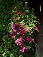 Pine Lodge Bed & Breakfast