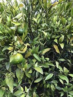 Springhills Quito Airport