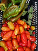 Village Camping Fico d'India