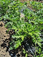 Village Camping Fico d'India