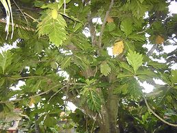 Mama's Villa by Taprobane - Hostel