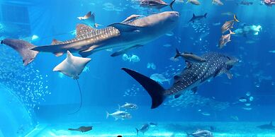 Sunrise Hotel Okinawa