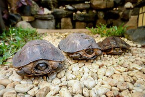 Hilltop Pool and Villa