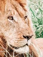 Rhino Sands Safari Camp