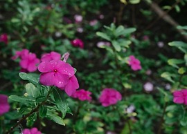 Dreamview Villas - In Rakiraki