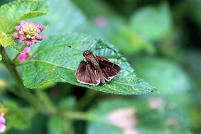 Aparatamentos Arenal Ranas y Ranitas