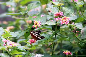 Aparatamentos Arenal Ranas y Ranitas