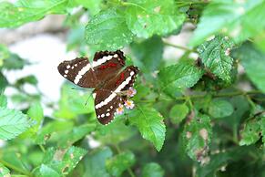 Aparatamentos Arenal Ranas y Ranitas