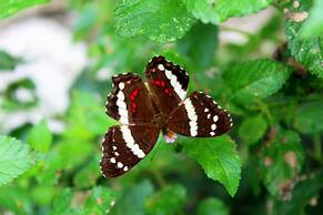 Aparatamentos Arenal Ranas y Ranitas