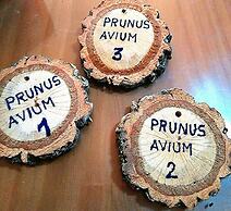 Casas Rurales Prunus Avium