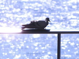 Apartamentos Chijeré Faro del Inglés