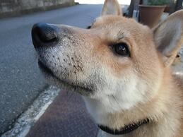 Kanazawa Share House GAOoo