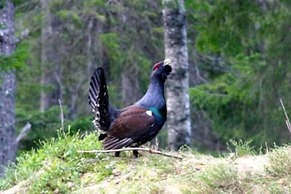 Finnskogen Turistsenter