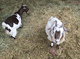 Castleview - Newton Steading