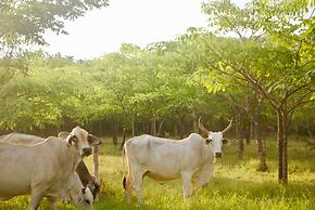 Hotel Diria Santa Cruz