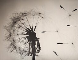 Deluxe Central Apartment