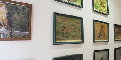 Painushima Resort Coral Fish