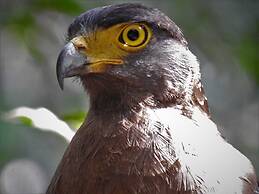 Wilpattu Tree House Hotel