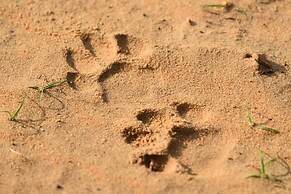 Wilpattu Tree House Hotel