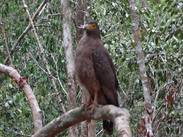 Wilpattu Tree House Hotel