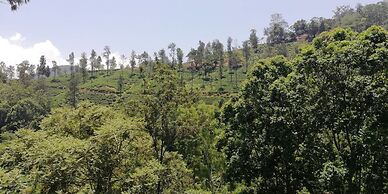 Ella Viyanga Homestay
