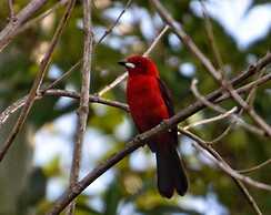 Canto Bella Terra Pousada