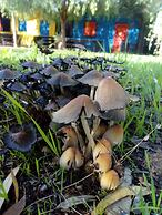 Camping Valle Dei Templi