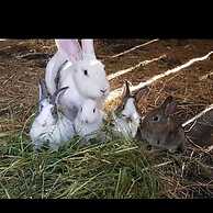 Agriturismo Sinciano