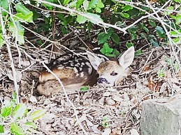 Agriturismo Sinciano