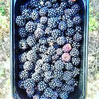 Agriturismo Sinciano