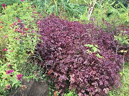 El Zopilote - Hostel